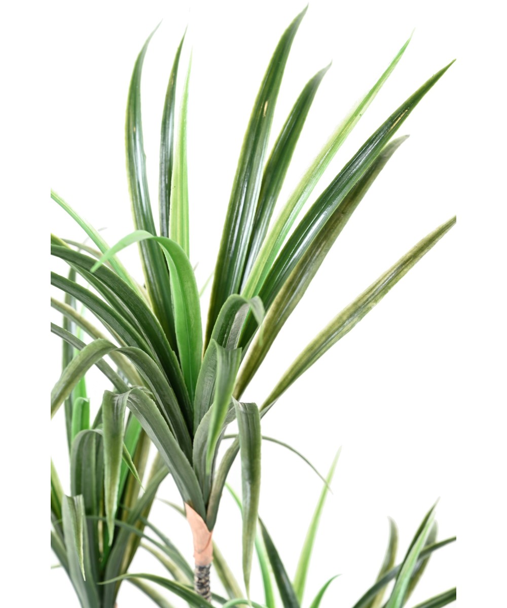 Kunstdraakonipuu MARGINATA 125