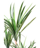 Kunstdraakonipuu MARGINATA 125