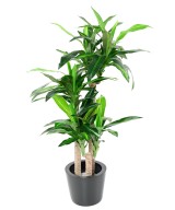 Artificial DRACAENA FRAGRANS 135 (on trunks)