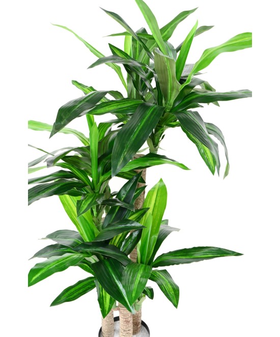 Artificial DRACAENA FRAGRANS 135 (on trunks)