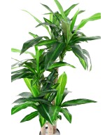 Kunstlill DRACAENA FRAGRANS 135 (tüvedel)