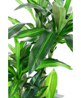 Artificial DRACAENA FRAGRANS 135 (on trunks)