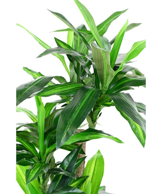 Artificial DRACAENA FRAGRANS 135 (on trunks)