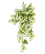 Kunstlik SYNGONIUM RIPPUVÕÕSAS 60