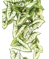Kunstlik SYNGONIUM RIPPUVÕÕSAS 60