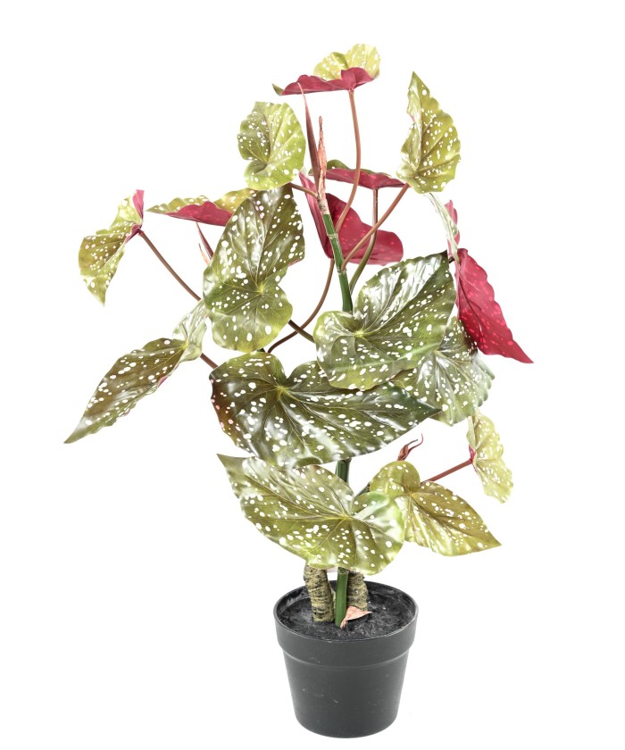 Kunstlik BEGONIA MACULATA 70