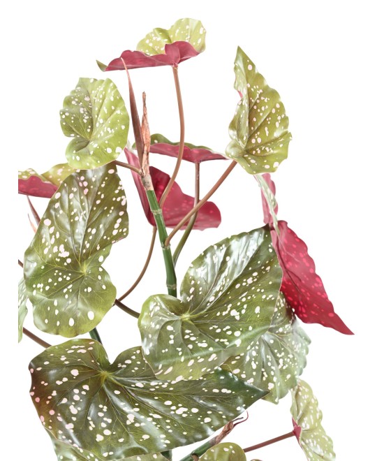 Kunstlik BEGONIA MACULATA 70
