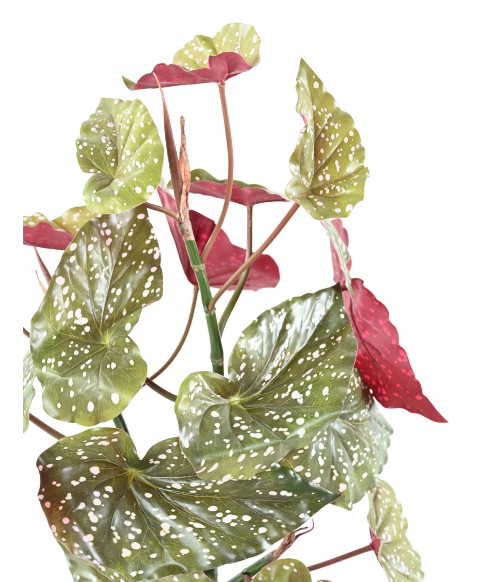 Kunstlik BEGONIA MACULATA 70