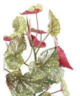 Kunstlik BEGONIA MACULATA 70