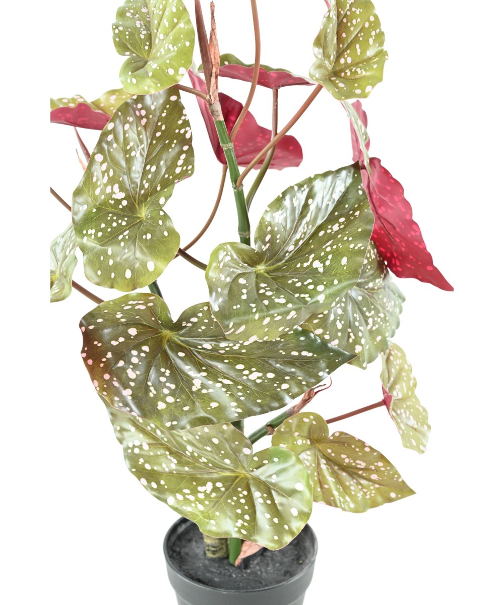 Kunstlik BEGONIA MACULATA 70