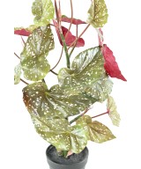 Kunstlik BEGONIA MACULATA 70