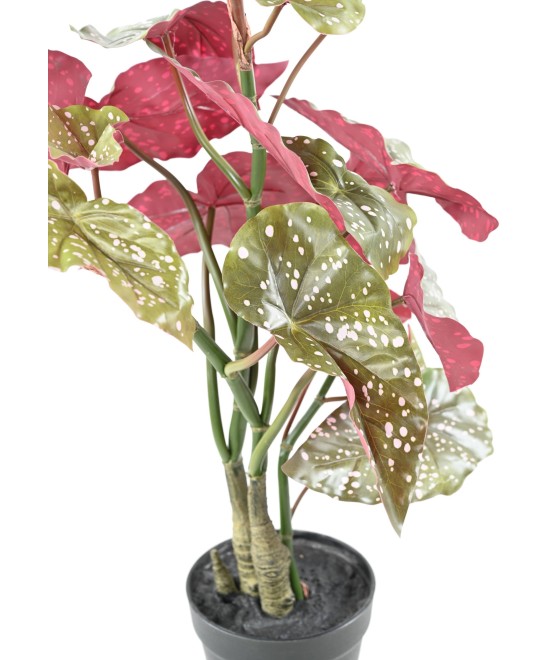 Kunstlik BEGONIA MACULATA 70