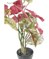 Kunstlik BEGONIA MACULATA 70
