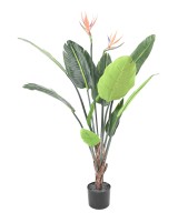 Kunstparadiisilinnulill (Paradiisilind) 10L 2Fl 120