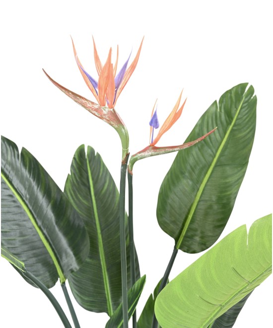 Kunstparadiisilinnulill (Paradiisilind) 10L 2Fl 120
