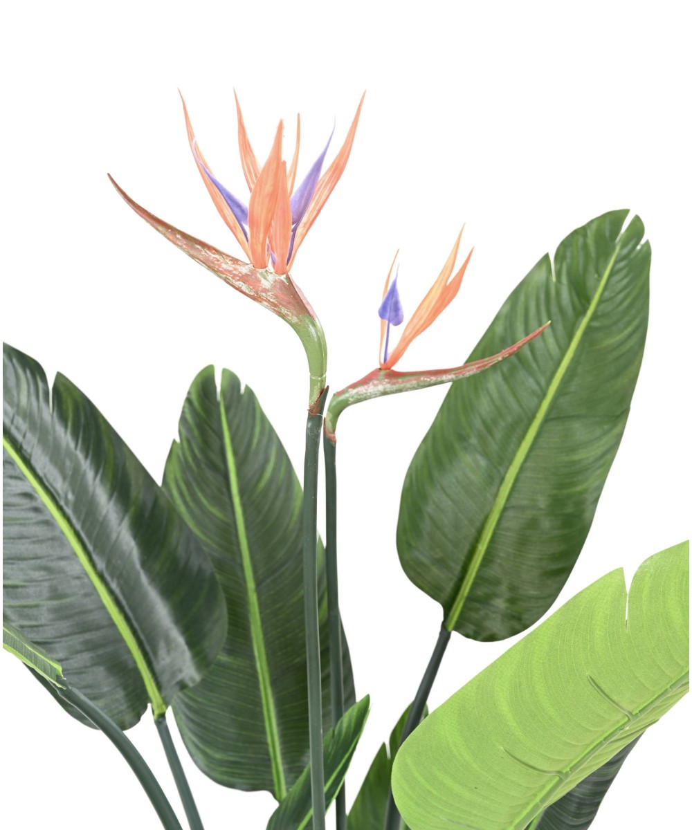 Kunstparadiisilinnulill (Paradiisilind) 10L 2Fl 120
