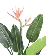 Kunstparadiisilinnulill (Paradiisilind) 10L 2Fl 120