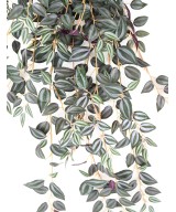 Kunsttradeskantsia 70