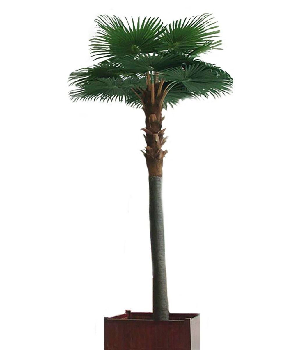 Artificial PALM TREE CAMERUS ROYAL 5 M
