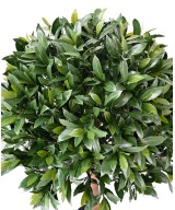 Artificial BAY LAUREL NEW BALL UV