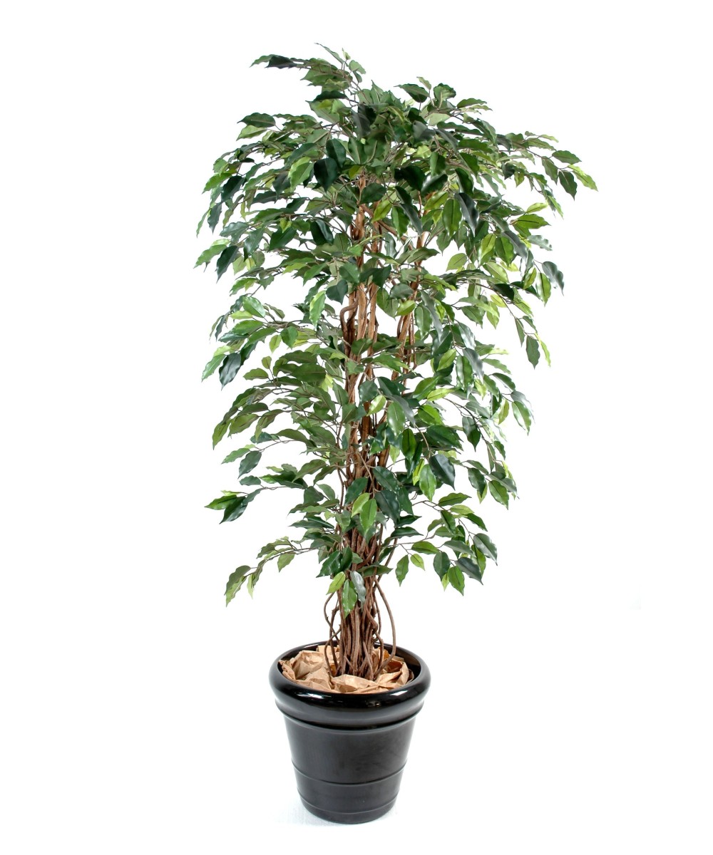 Artificial Ficus CREEPERS LL