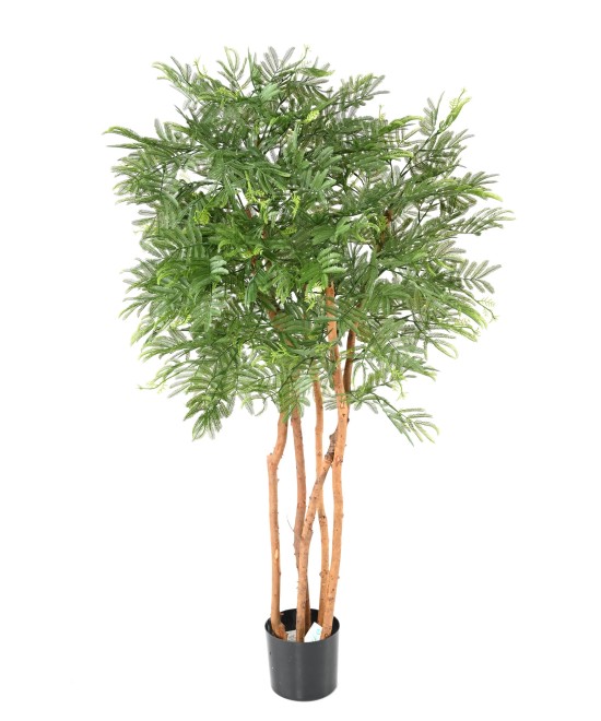 Kunstlik TAMARIND (mimoos)