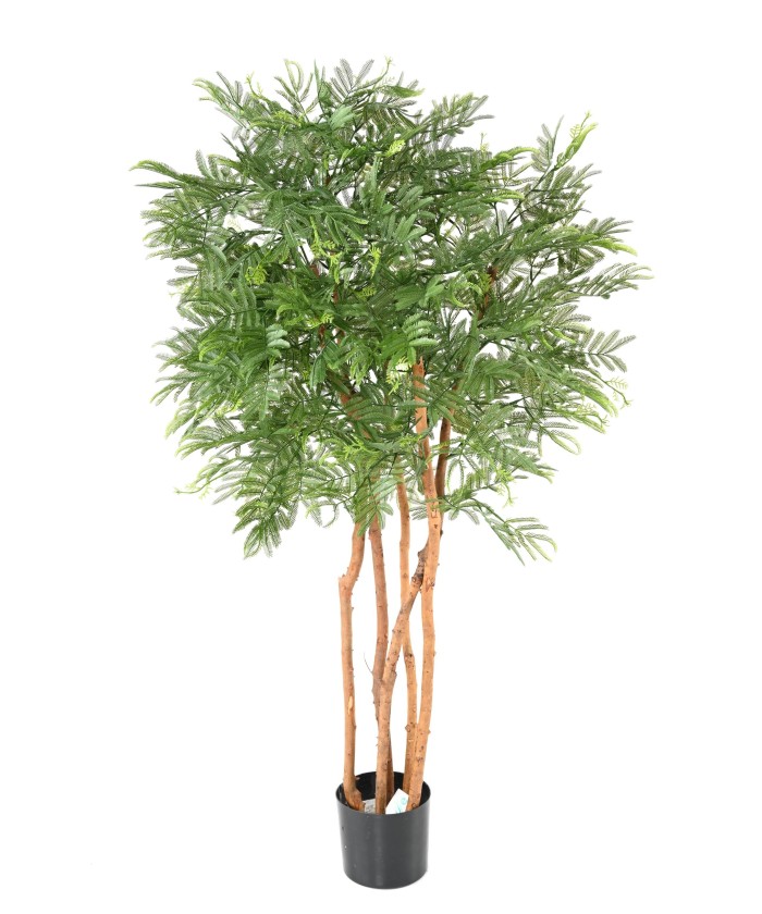 Kunstlik TAMARIND (mimoos)