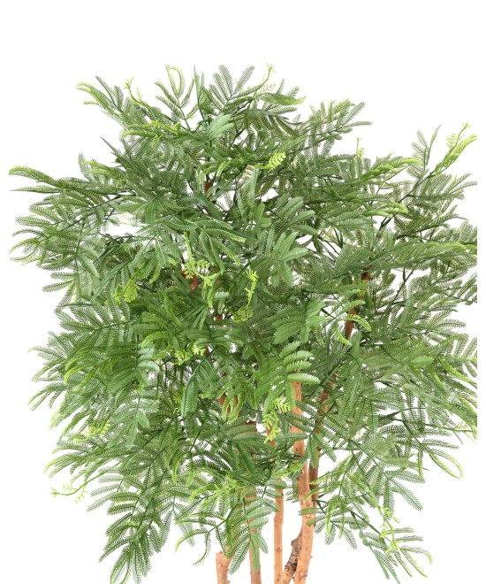 Kunstlik TAMARIND (mimoos)