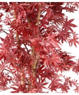 Artificial ARALIA NEW (maple)