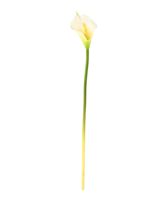 Kunstlik Arum (Calla)