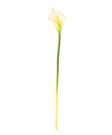 Kunstlik Arum (Calla)