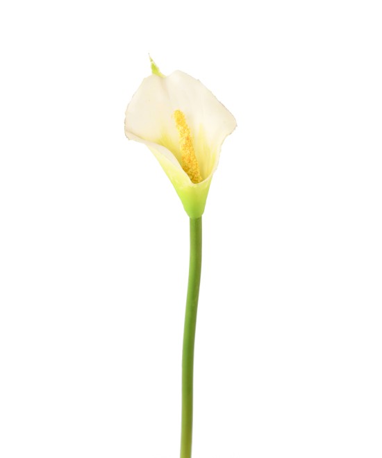 Kunstlik Arum (Calla)