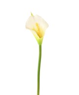 Kunstlik Arum (Calla)