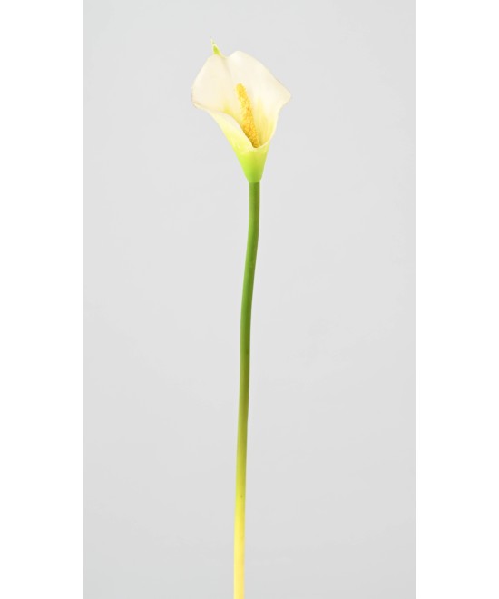 Artificial ARUM (CALLA)