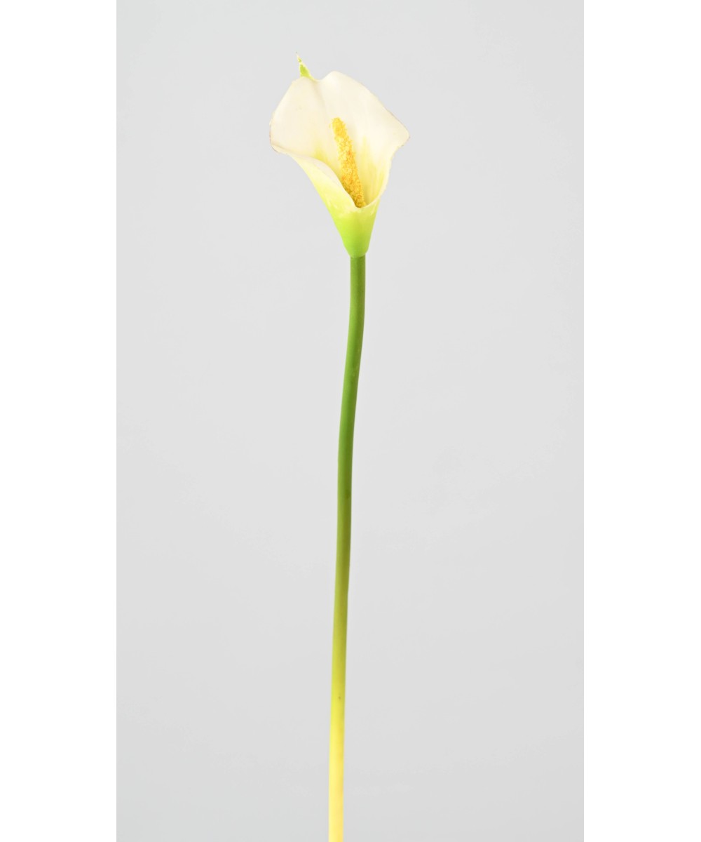 Artificial ARUM (CALLA)
