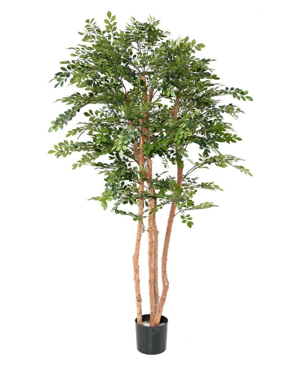 Kunstlik AKAATSIA ECO