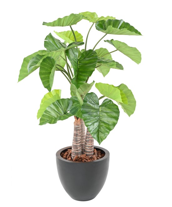 Artificial ALOCASIA