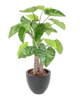 Artificial ALOCASIA