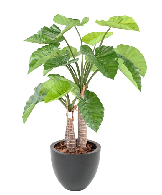 Artificial ALOCASIA