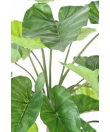 Artificial ALOCASIA