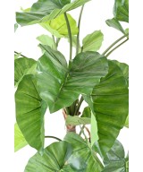 Artificial ALOCASIA