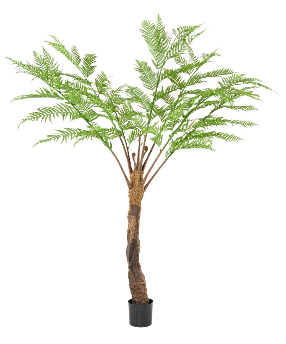 Kunstlik DICKSONIA (SÕNAJALA)