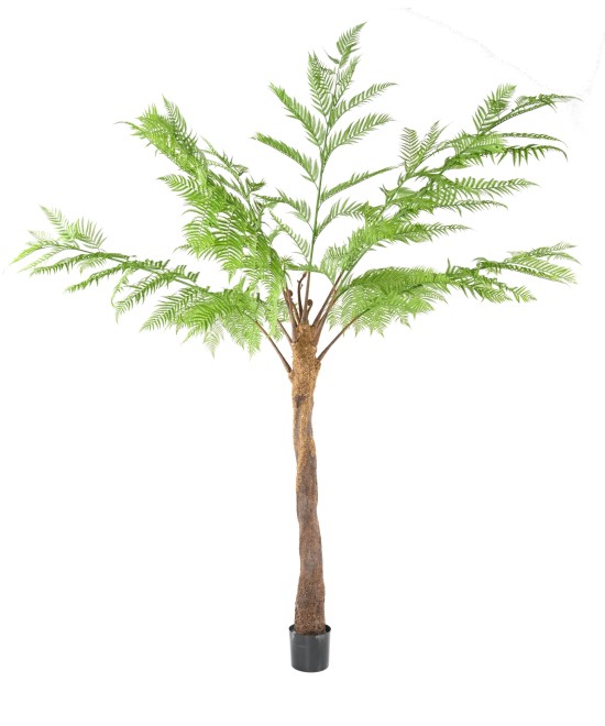 Kunstlik DICKSONIA (SÕNAJALA)