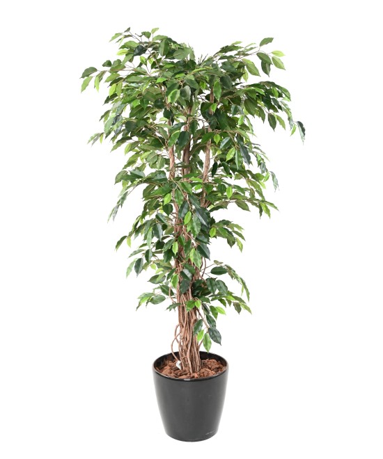Artificial Ficus CREEPERS LL