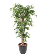Kunstficus suurte lehtedega rippvõrsetega