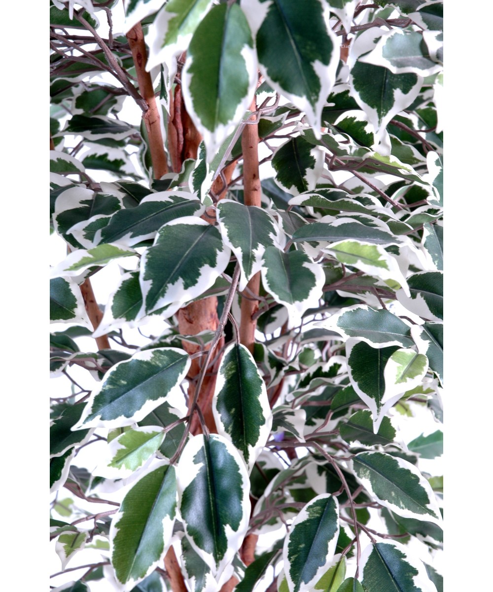 Artificial Ficus CREEPERS LL