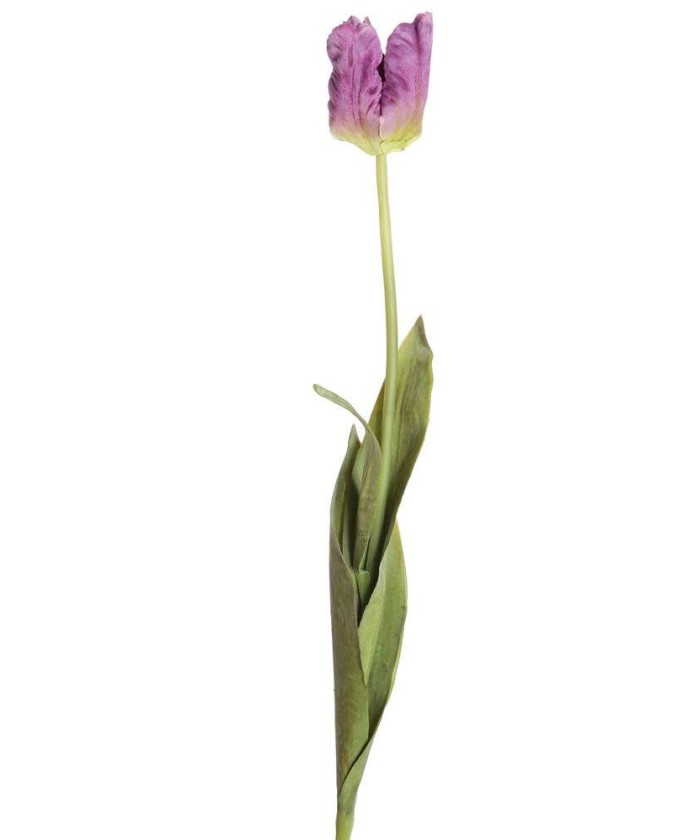 Kunstlik papagoi-tulp