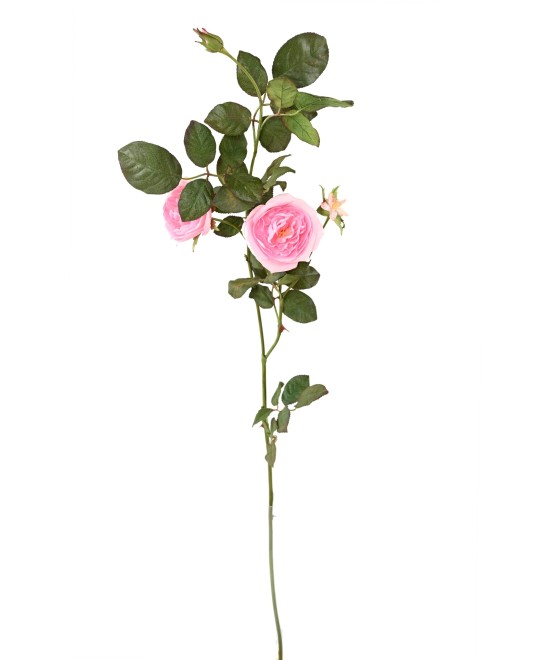Artificial ENGLISH ROSE