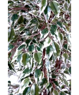 Artificial Ficus CREEPERS LL
