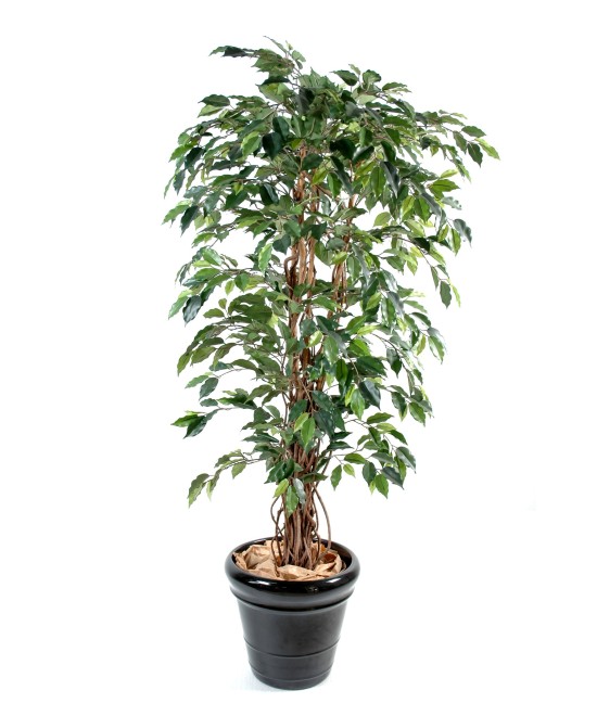 Kunstficus suurte lehtedega rippvõrsetega